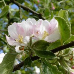 Malus Elise Rathke, Weeping Crabapple - Pb18