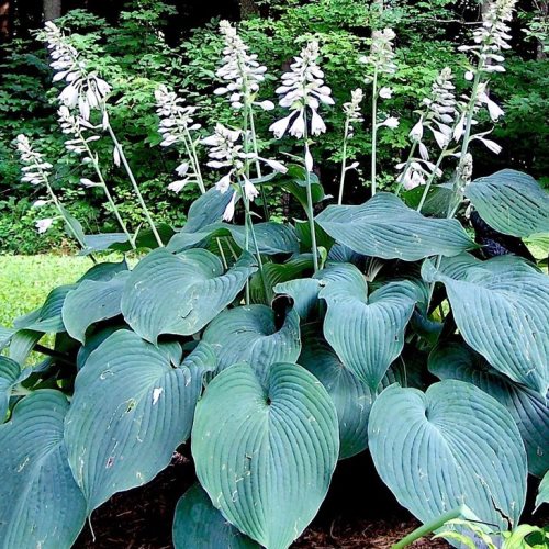 Hosta Blue Angel - Pb5/2.5Ltr - Image 2
