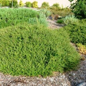 Coprosma kirkii - Pot