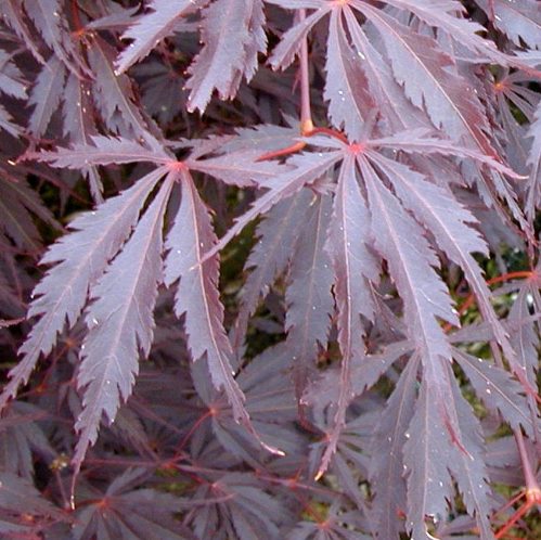 Acer Burgundy Lace - Pb28 - Image 2