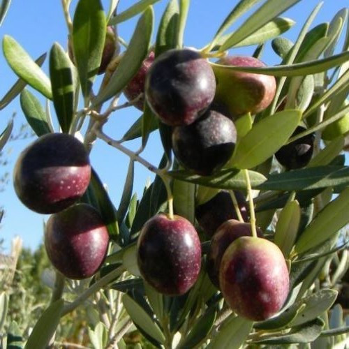 Olive Manzanillo - 4.5Ltr (150/160) - Image 2