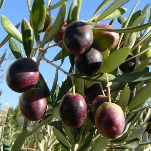 Olive Manzanillo - 4.5Ltr (150/160)