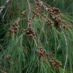 Casuarina cunninghamiana, River She-oak - Pb5 (80/100 )0)