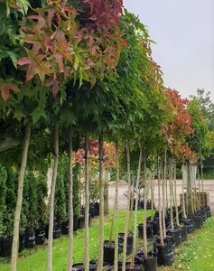Liquidambar Gumball, Sweetgum - Pb18 Standards