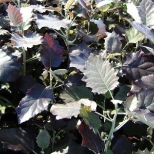 Brachyglottis repanda Purpurea - 2.5Ltr/3.5Ltr