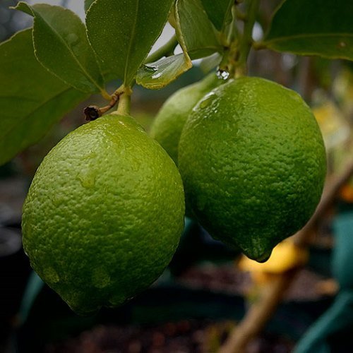 Lime Tahitian - 35Ltr (160/180) - Image 2