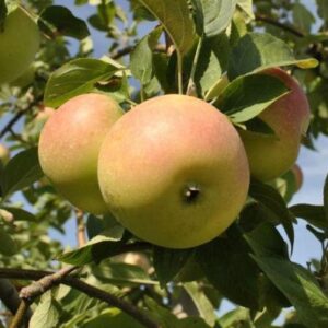 Apple Winter Banana - Pb12