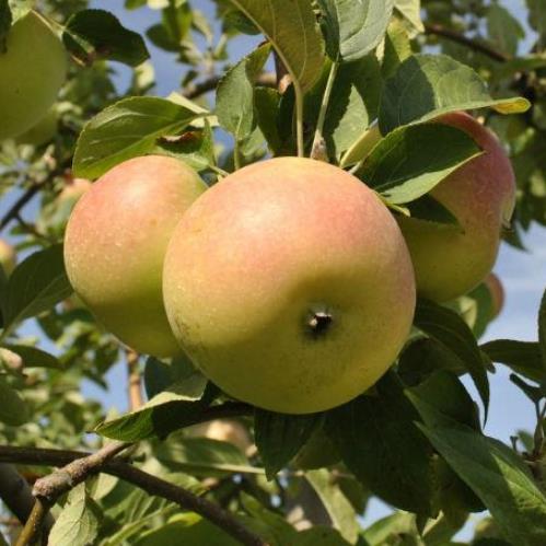 Apple Winter Banana - Pb12 - Image 2