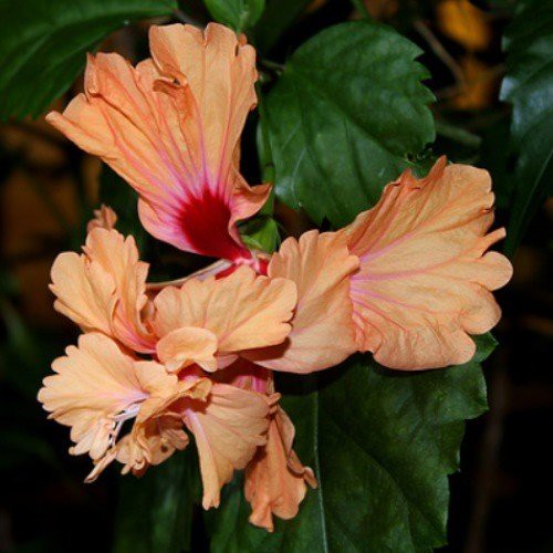 Hibiscus El Capitolio - 2Ltr (70/90)