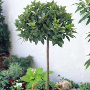 Laurus nobilis, Bay Tree ( standard ) - 25Ltr/45Ltr