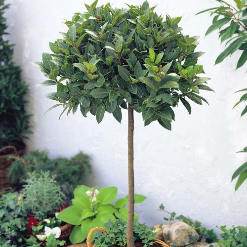Laurus nobilis, Bay Tree ( standard ) - 25Ltr/45Ltr - Image 2