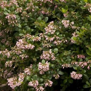 Escallonia Monique - 1.5Ltr