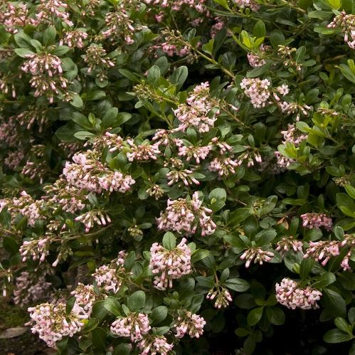 Escallonia Monique - 1.5Ltr - Image 2