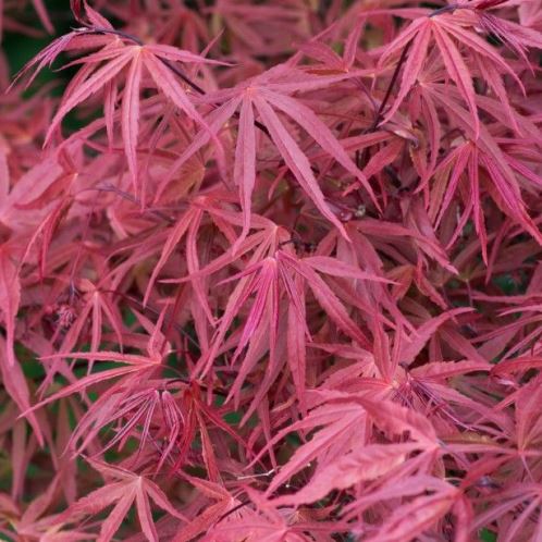 Acer Red Pygmy - Pb40 - Image 2