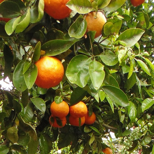 Grapefruit Cutlers Red - Pb8/Pb12 - Image 2