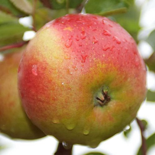 Apple Laxton's Superb - Pb12