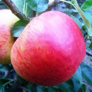 Apple Pfirsichroter Sommerapfel - Pb12