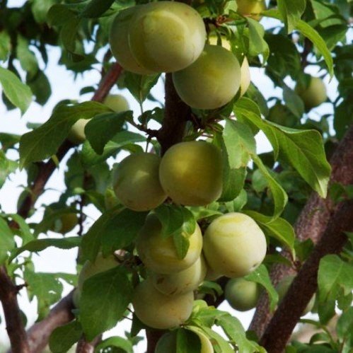 Prune Plum Reine Claude de Bavay - Pb18 - Image 2