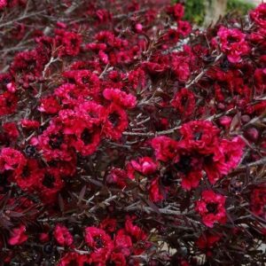 Leptospermum Burgundy Queen, Manuka - Pb5/2.5Ltr