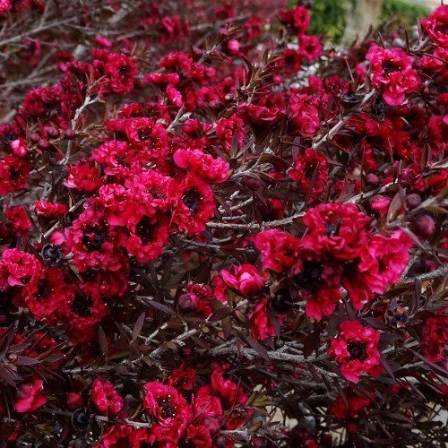 Leptospermum Burgundy Queen, Manuka - Pb5/2.5Ltr - Image 2