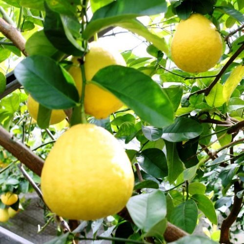 Lemon Ponderosa - Pb8 - Image 2