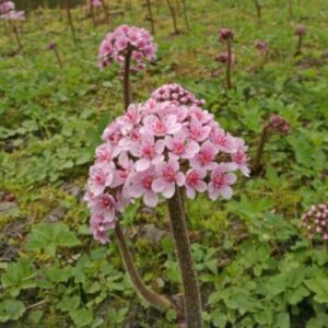 Darmeria peltata, Umbrella Plant - 2Ltr/Pb6.5