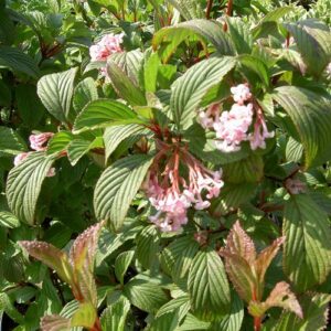 Viburnum x Dawn - 2Ltr