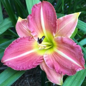 Hemerocallis Apple Crisp, Daylily - Pb5