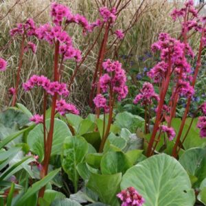 Bergenia Bressingham Ruby - 0.5Ltr/1.5Ltr (5/10)