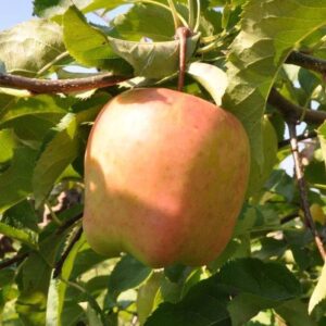 Apple Sir Prize - Pb12