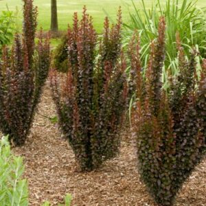 Berberis Helmond Pillar - 4.5Ltr