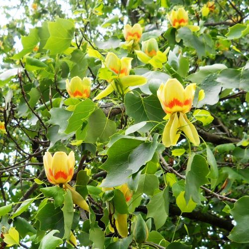 Liriodendron tulipifera, Tulip Tree - Pb40/Pb60 (230/300)