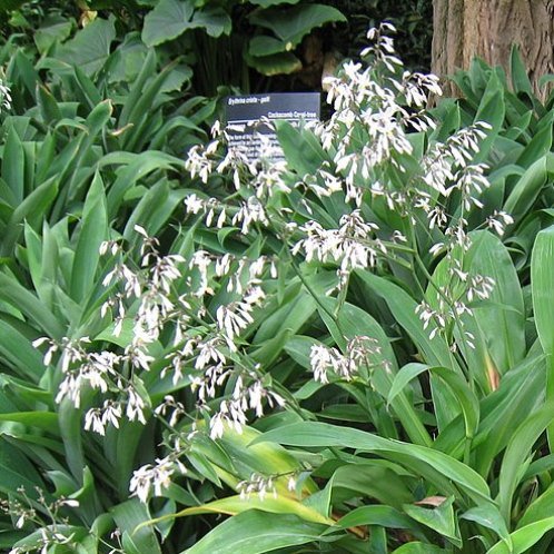 Arthropodium Parnell, Renga Renga Lily - Pot - Image 2