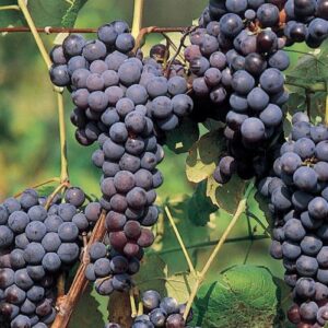 Grape Buffalo - Pb5/Pb6.5 (40/100)