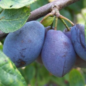 Plum Angelina Burdett - Pb18