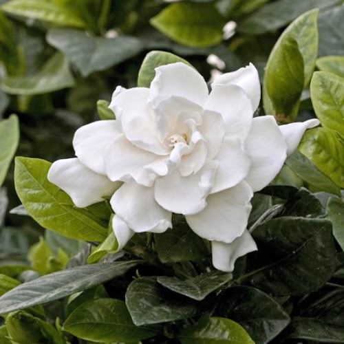 Gardenia Veitchii - 2.5Ltr - Image 2