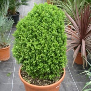 Buxus sempervirens, Column Topiary - 45Ltr