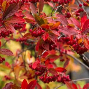 Aronia arbutifolia Brilliantissima, Red Chokeberry - Pb6.5 (1m+)