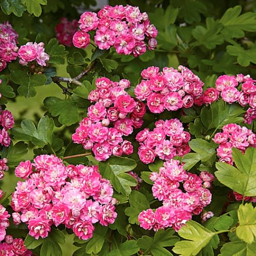 Crataegus Rosea Plena, English Hawthorn - Pb40