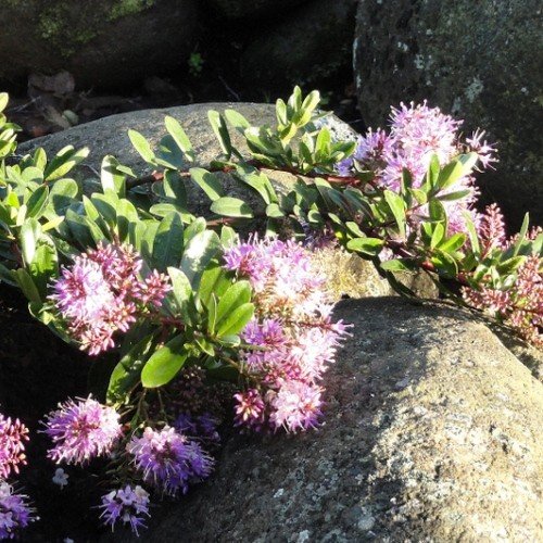 Hebe Inspiration - Pb3/Pb5 - Image 2