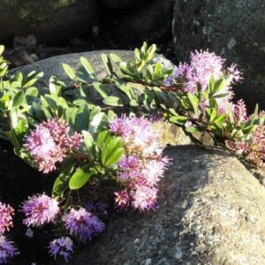 Hebe Inspiration - Pb3/Pb5