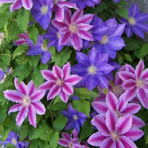 Clematis Hybrids assorted varieties - 2Ltr