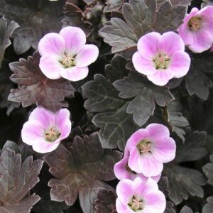 Geranium Pink Spice - Pb6.5