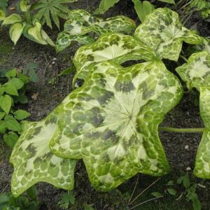 Podophyllum d. Kaleidoscope, Mandrake - Pb6.5