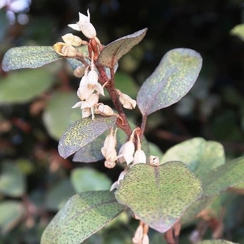 Elaeagnus x ebbingei - Pb6.5 (80/100)