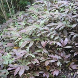 Elatostema rugosum - (25/30)