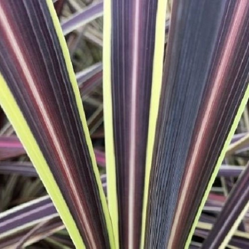 Cordyline banksii Electric Flash - 2.5Ltr - Image 2