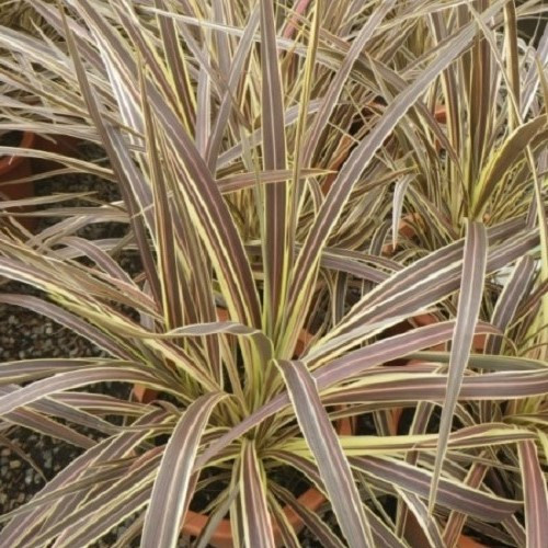 Cordyline banksii Electric Flash - 2.5Ltr