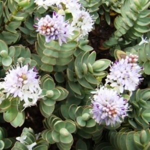 Hebe Red Edge - 1.5Ltr (15/25)