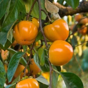 Persimmon Fuyu - 25Ltr 1.8M+